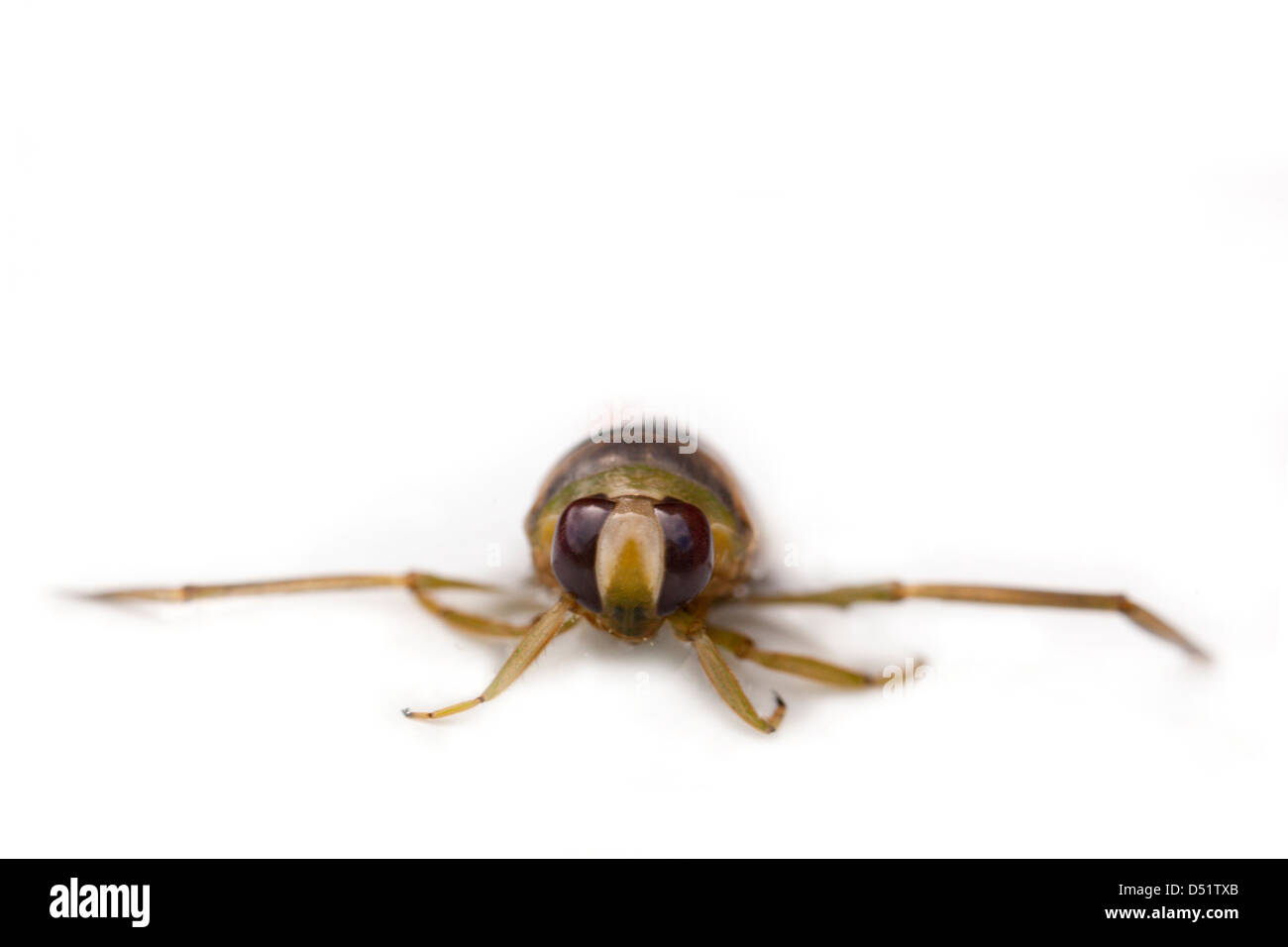 Front view of a common Backswimmer, also known as ' water boatmen' Stock Photo