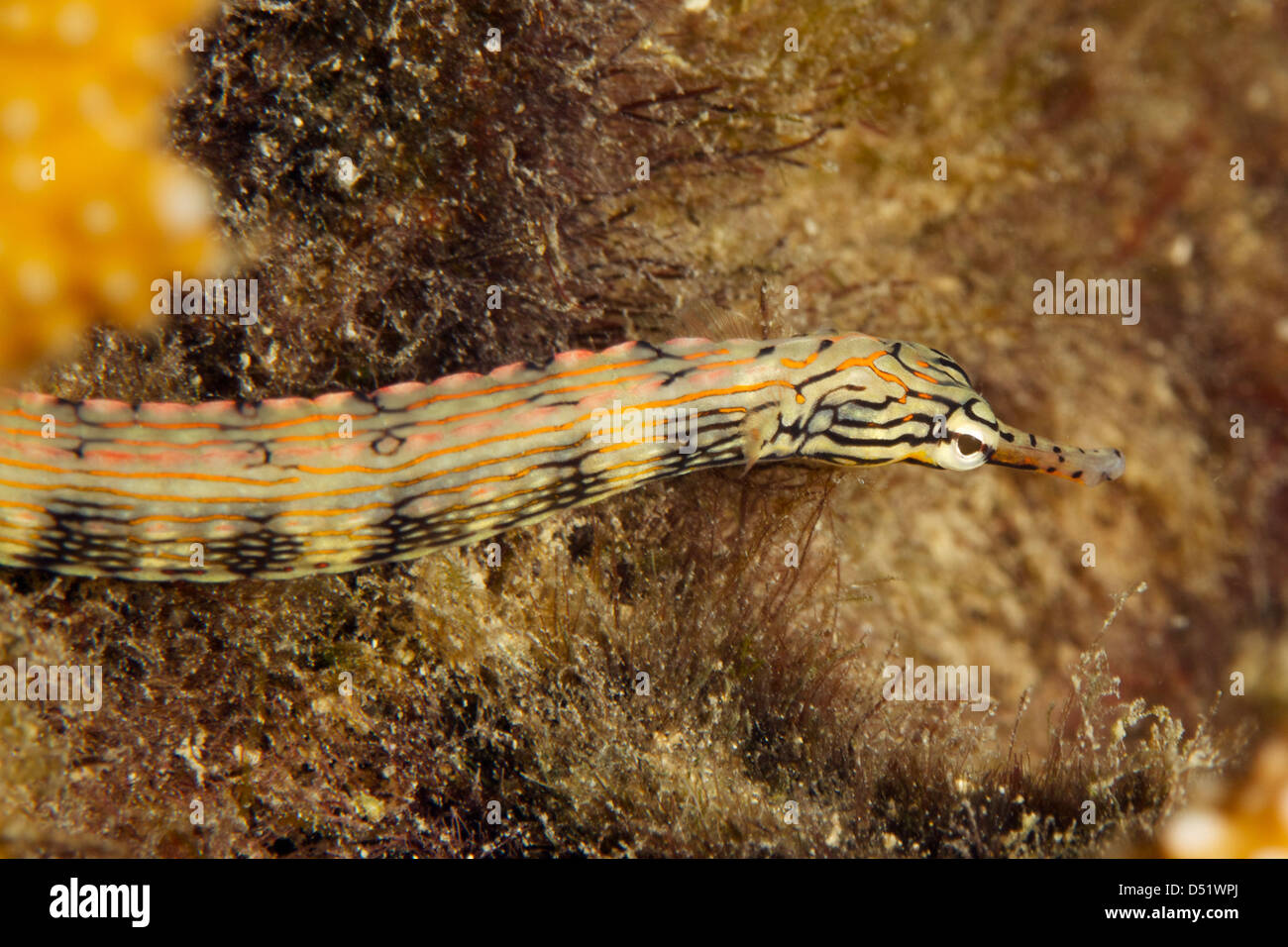 Messmate Pipefish - Corythoichtys intestinalis Stock Photo