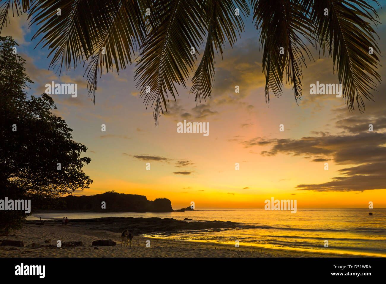 Sunset, palm tree & southern headland of beautiful Playa Pelada beach ...