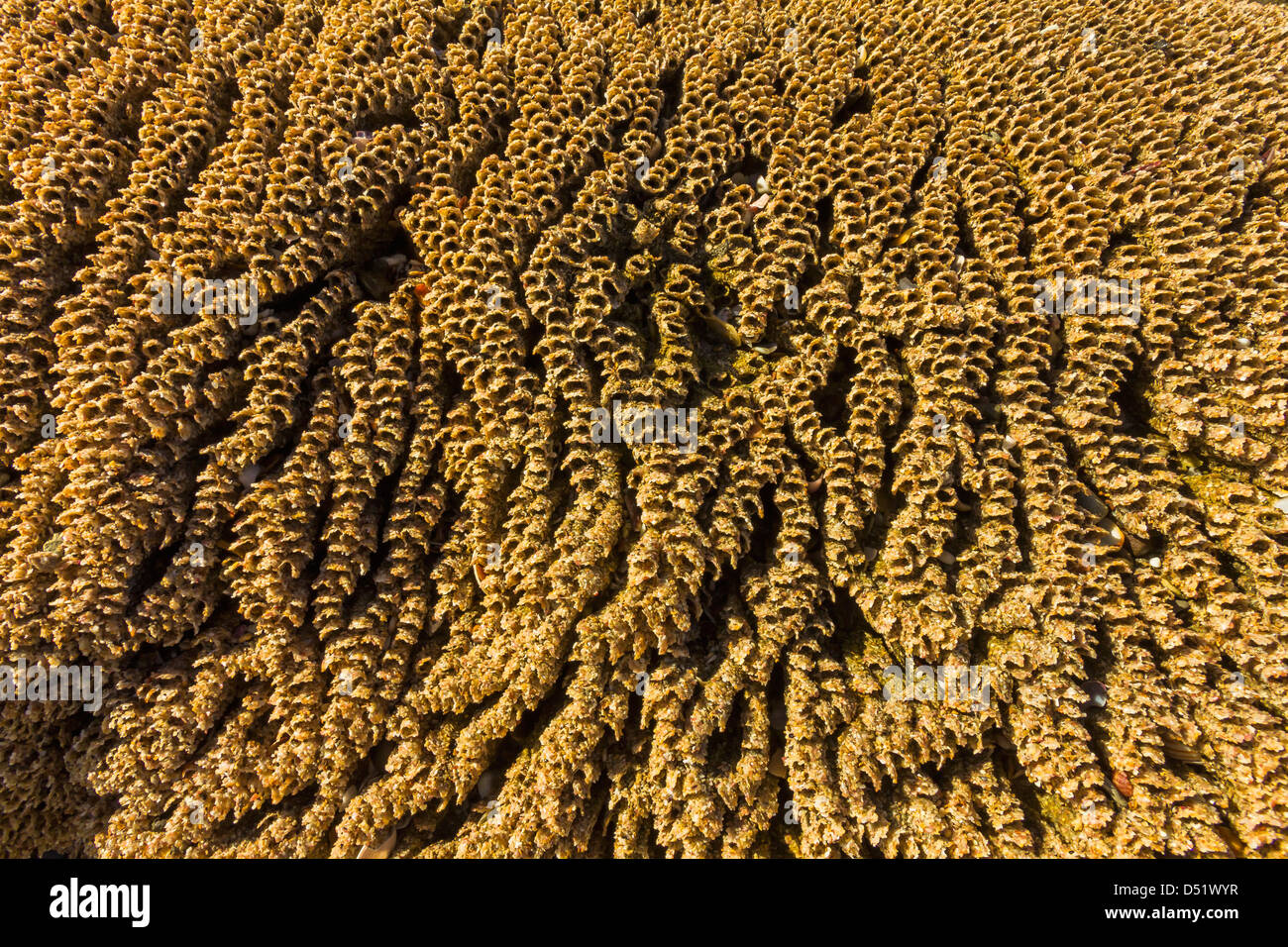 Sandcastle worm glue hi-res stock photography and images - Alamy