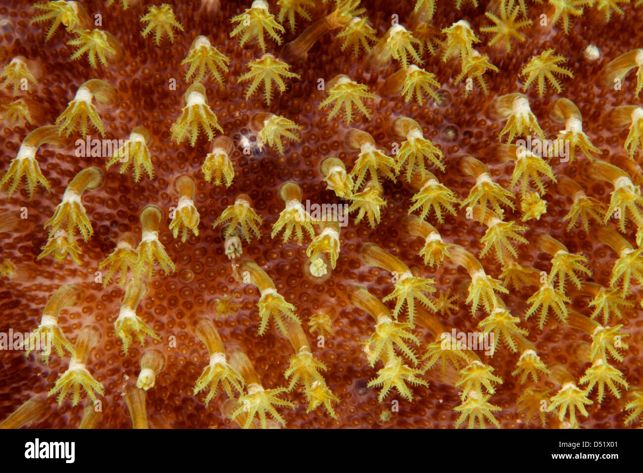 Soft coral polyps Stock Photo