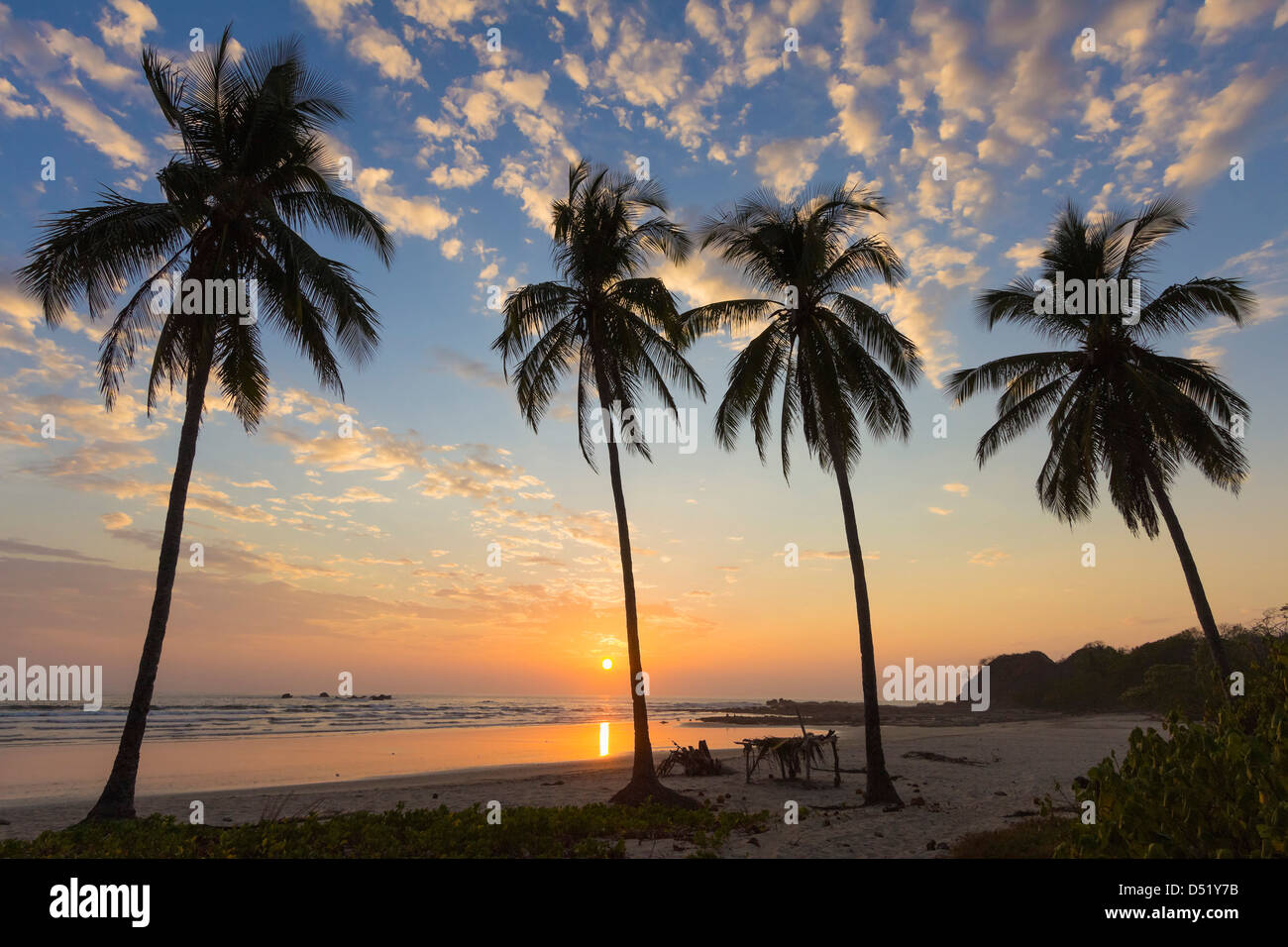 Palm trees at sunset on Playa Guiones surf beach, Nosara, Nicoya Penninsula, Guanacaste Province, Costa Rica Stock Photo