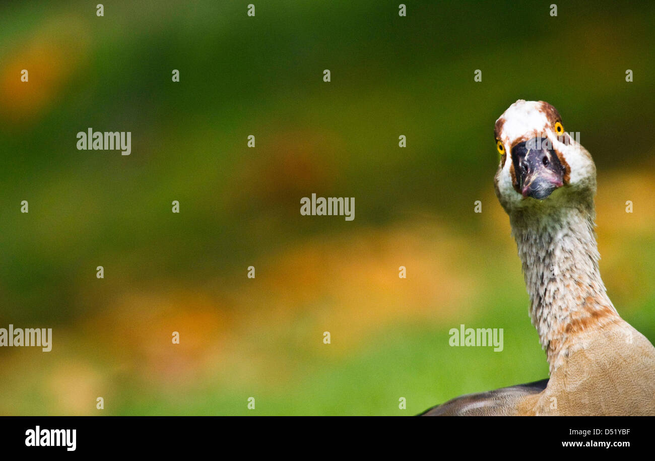 An Egyptian Goose looks into the camera at the Palm Garden in Frankfurt, Germany, 27 September 2010. These birds adapt to any kind of European weather, even though they originate from Africa. Photo: Frank Rumpenhorst Stock Photo