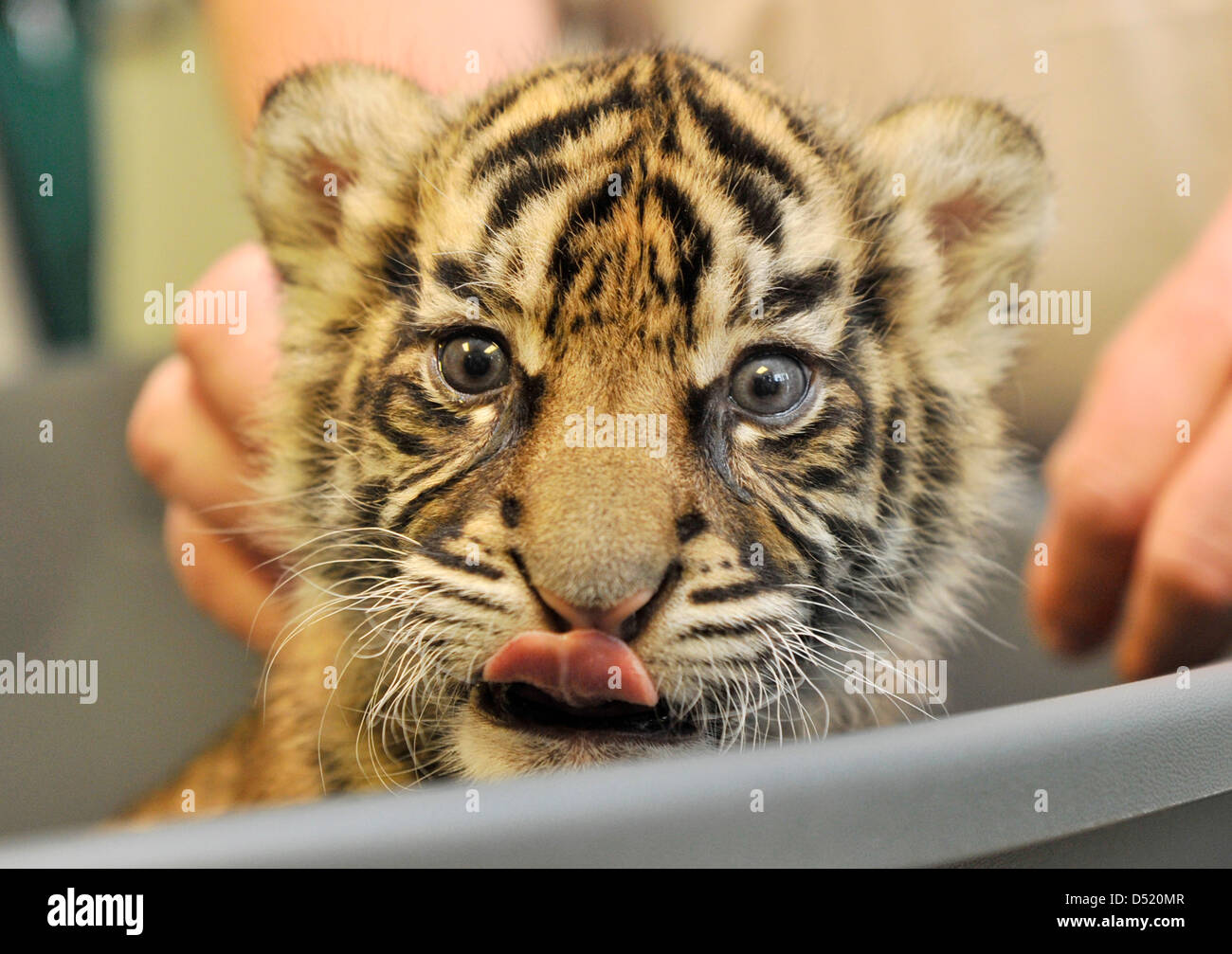 Cub Germany Tiger cub 'Daseep' is presented at the zoo of Frankfurt Main, Germany ...