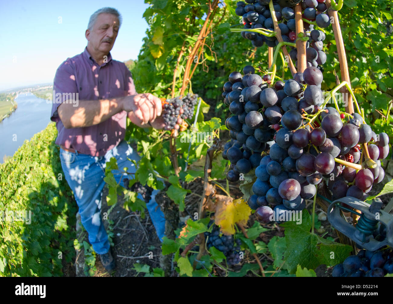A winemaker harvests Trollinger grapes in Lauffen Neckar, Germany, 09 October 2010. Photo: Uwe Anspach Stock Photo