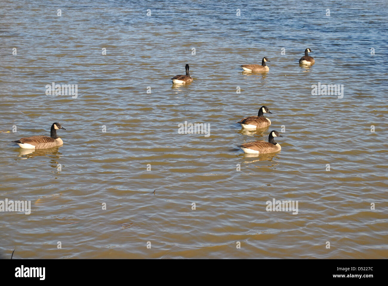 flock  of  ducks  on  pond Stock Photo