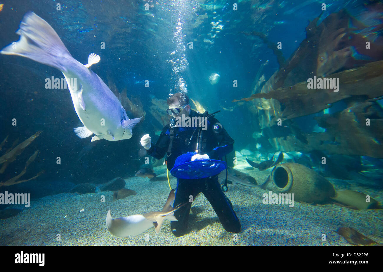 Curator of the 'Sea Life', Martin Hansel, feeds an Atlantic wreckfish in the aqarium in Berlin, Germany, 12 October 2010. The 'Sea Life' hosts 4000 animals, among which are exotic species like small sharks, rays, octopuses and starfish. Photo: SOEREN STACHE Stock Photo