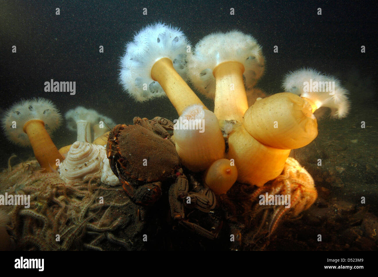 plumose anemones and velvet swimmer crab Stock Photo