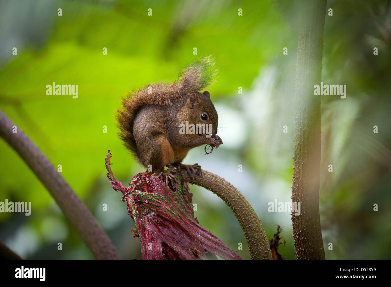 Montane Squirrel, sci.name; Syntheoscirius brochus, in La Amistad national park, Chiriqui province, Republic of Panama. Stock Photo