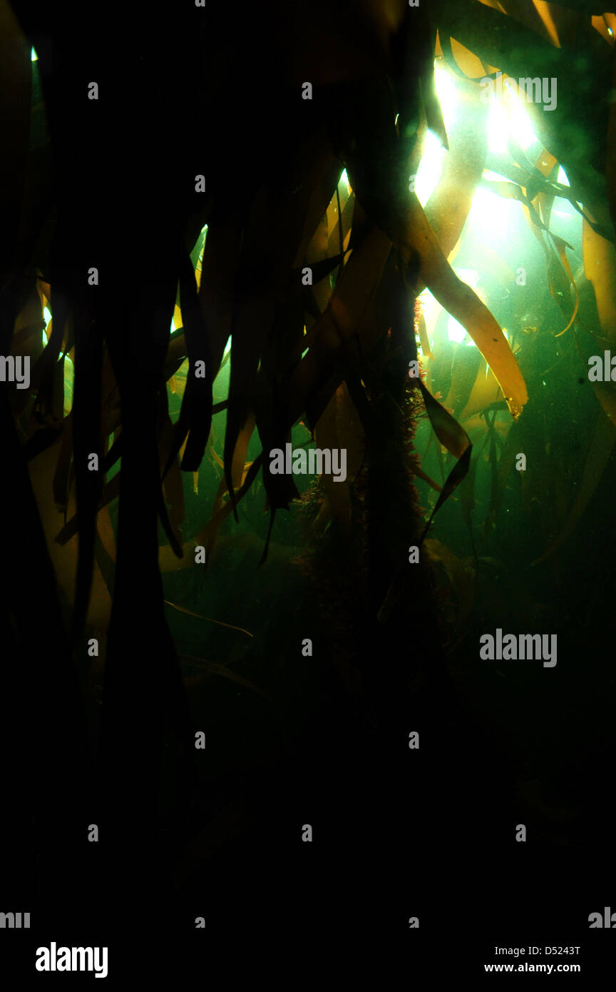 Kelp Forest underwater Stock Photo Alamy