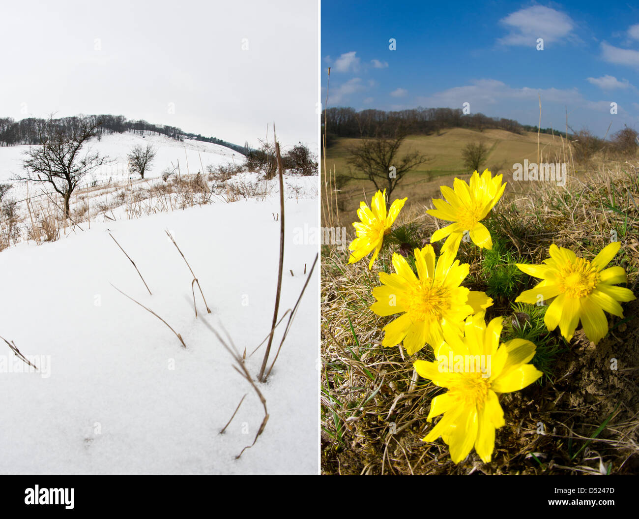 COMBO - A combo photo dated 22 March 2013 showing the adonis hillsides in the Oderbruch on the left and the same place a year ago on the right with flowering adonis blossoms near Mallnow, Germany, 22 March 2013. There still are no signs of spring one week prior to Easter in Brandenburg. Photo: Patrick Pleul Stock Photo