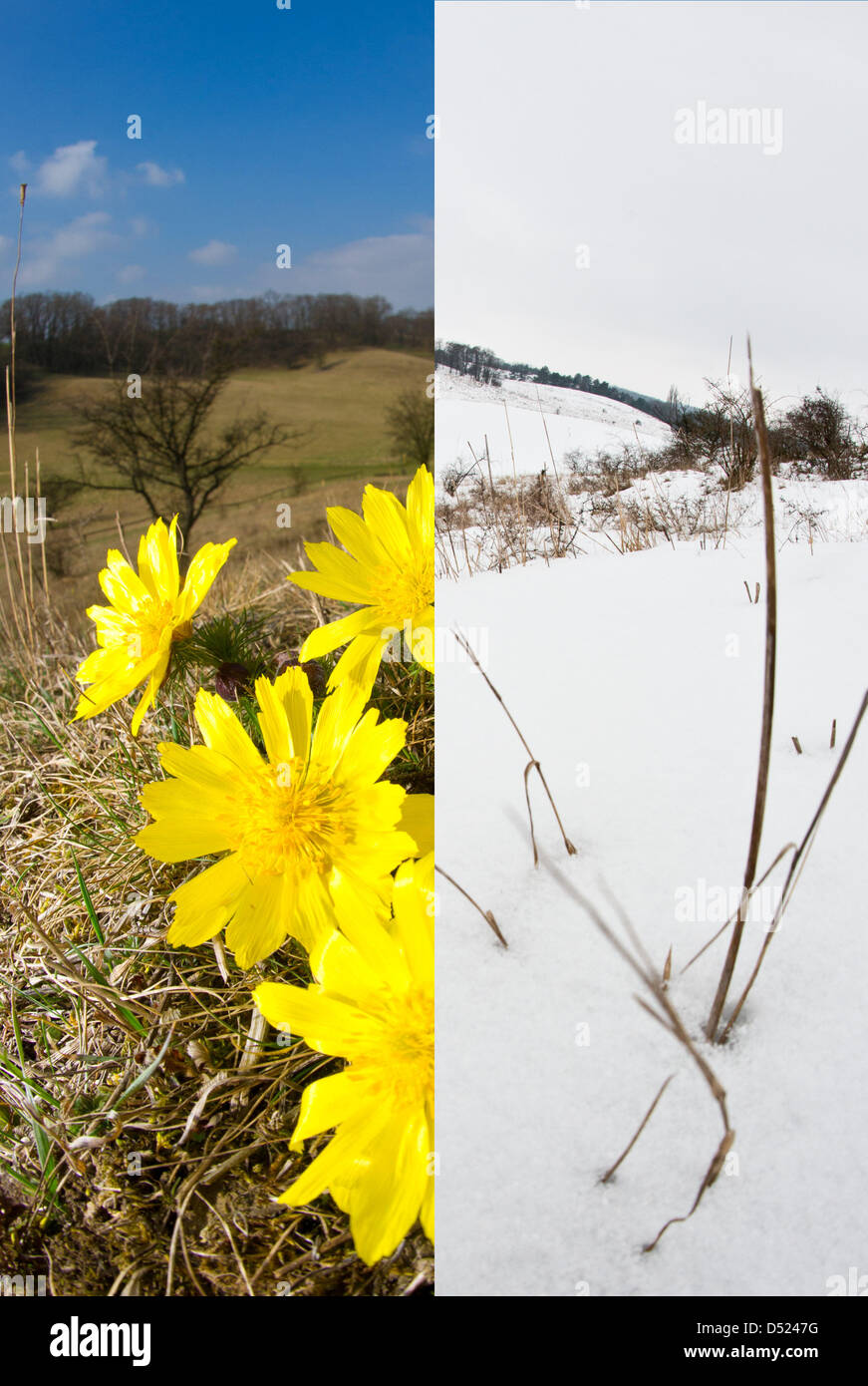 COMBO - A combo photo dated 22 March 2013 showing the adonis hillsides in the Oderbruch on the right and the same place a year ago on the left with flowering adonis blossoms near Mallnow, Germany, 22 March 2013. There still are no signs of spring one week prior to Easter in Brandenburg. Photo: Patrick Pleul Stock Photo