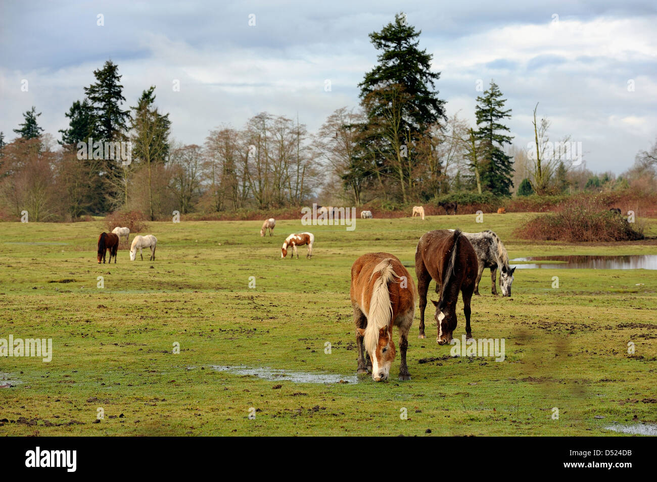 Horses grazing in a Pasture. Stock Photo