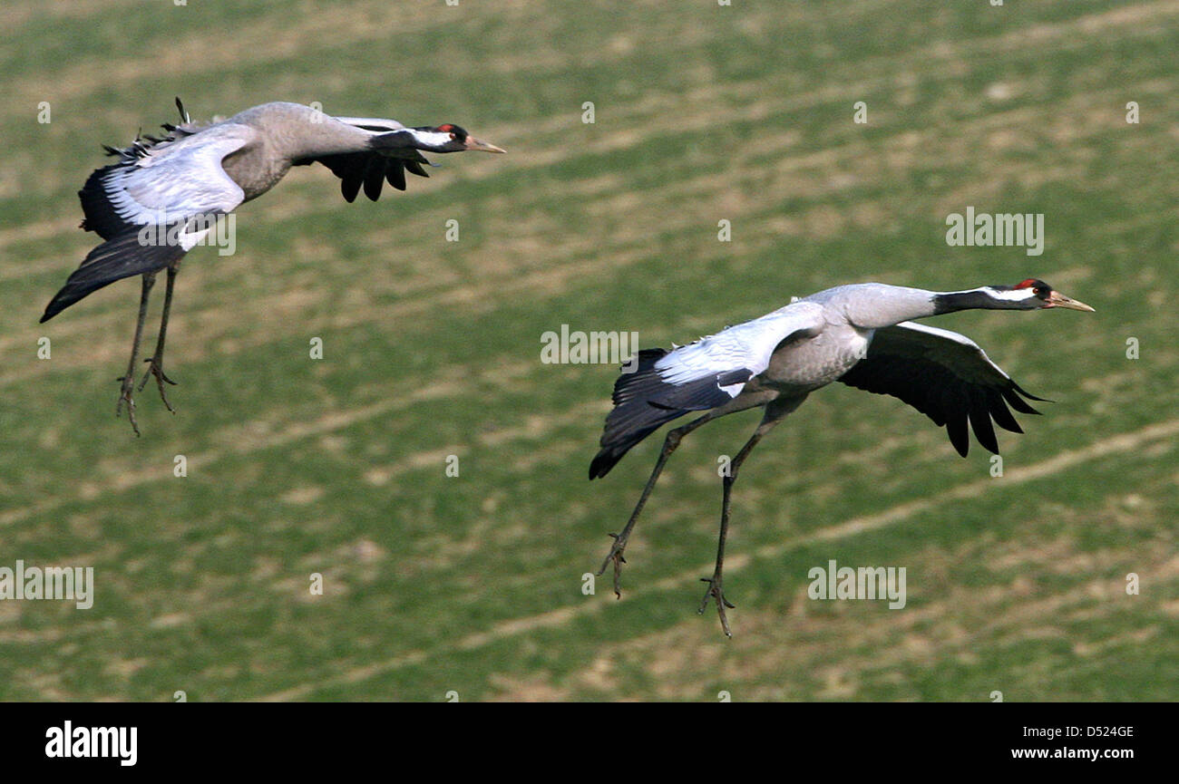 (FILE) A file picture dated 25 February 2007 of two cranes near Prohn, Germany. Crane researchers report on 15 October 2010 a plus of breeding cranes in Germany of five to six per cent. Photo: STEFAN SAUER Stock Photo