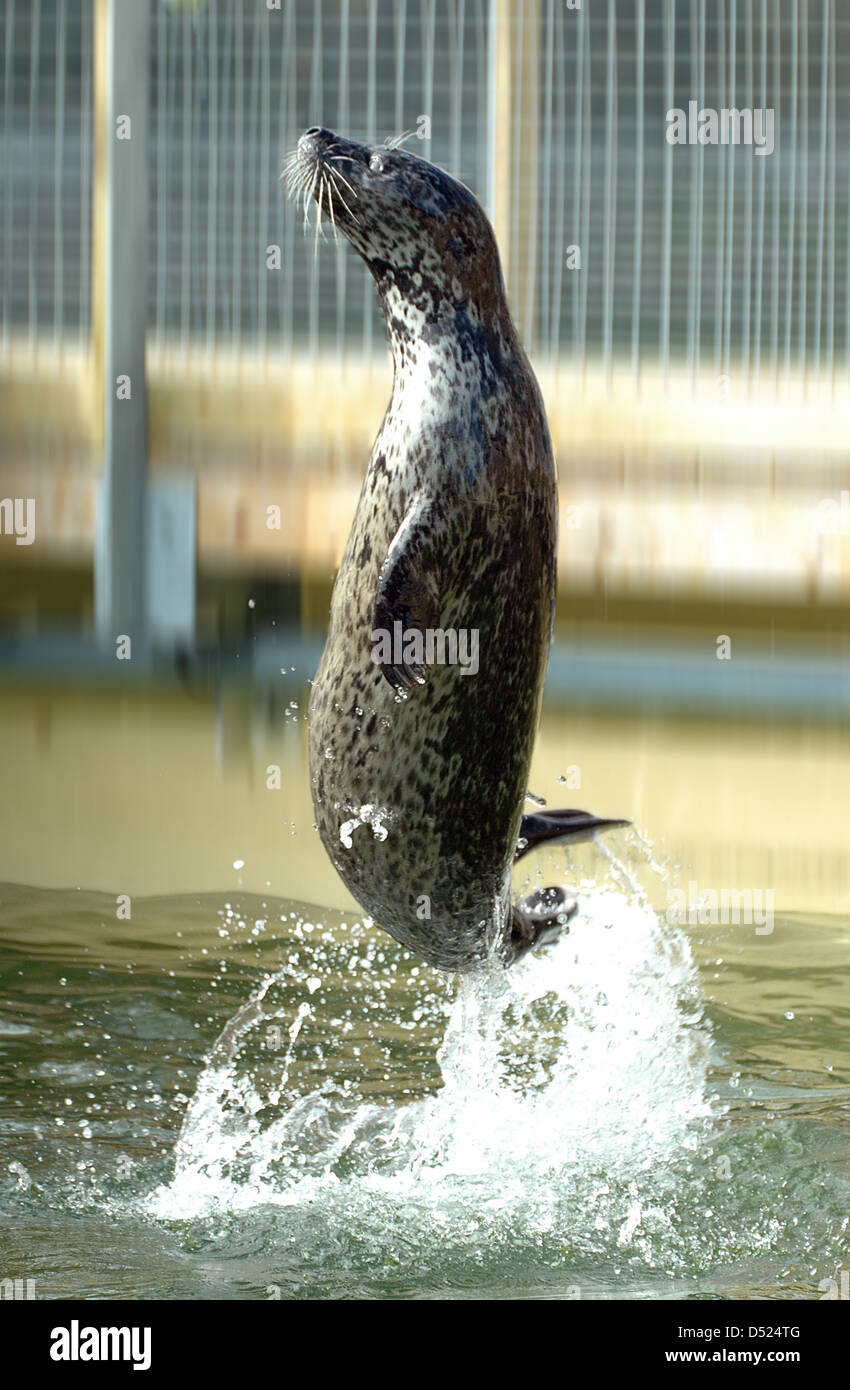 Captive Grey Seal jumping in an aquarium Stock Photo Alamy
