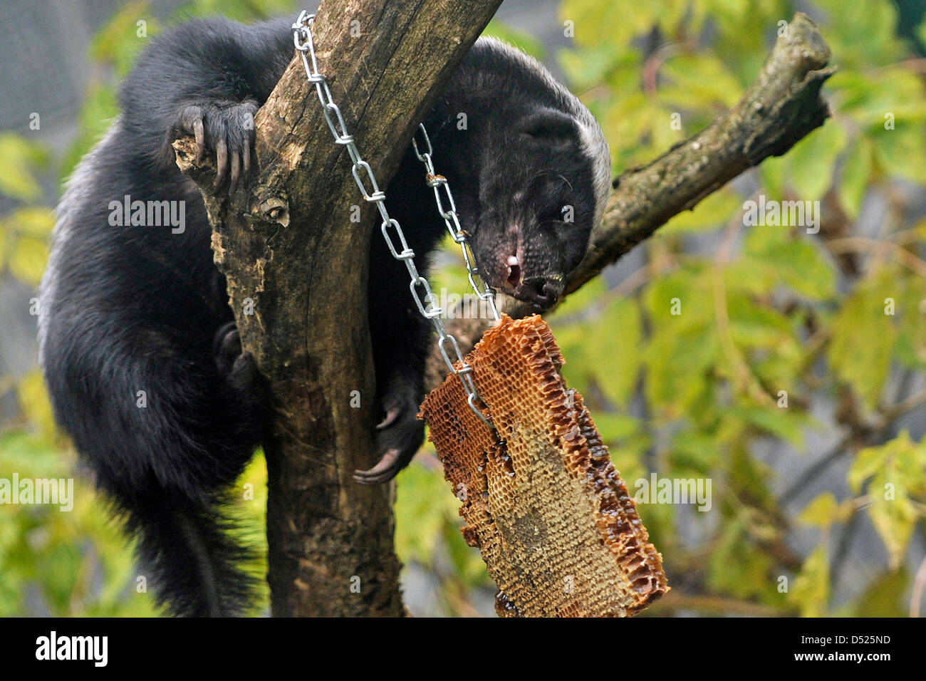 Honey Badger (lat. Mellivora capensis) 'Anatol' licks honey from a