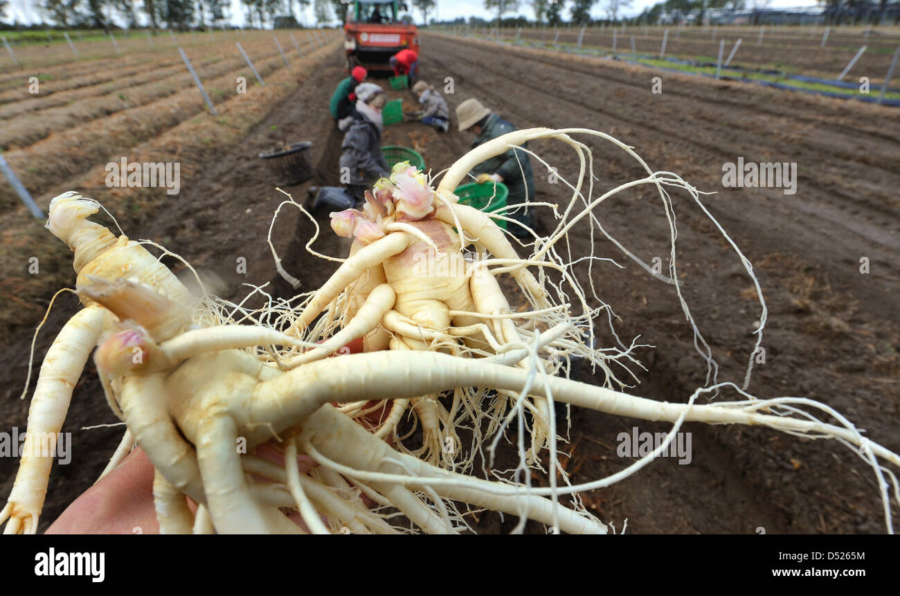 Ginseng is collected by harvest hands on a field in Bockhorn, Germany, 20 October 2010. About seven tons of Ginseng is harvested by the agricultural enterprise, due to an outstanding yield this year. Ginseng is used for medical capsules, cosmetics and healing ointments. Photo: Holger Hollemann Stock Photo