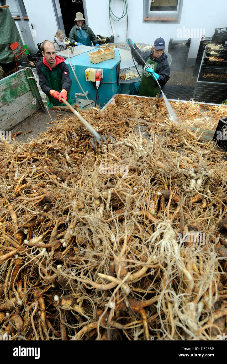 Ginseng is washed by harvest hands on a field in Bockhorn, Germany, 20 October 2010. About seven tons of Ginseng is harvested by the agricultural enterprise, due to an outstanding yield this year. Ginseng is used for medical capsules, cosmetics and healing ointments. Photo: Holger Hollemann Stock Photo