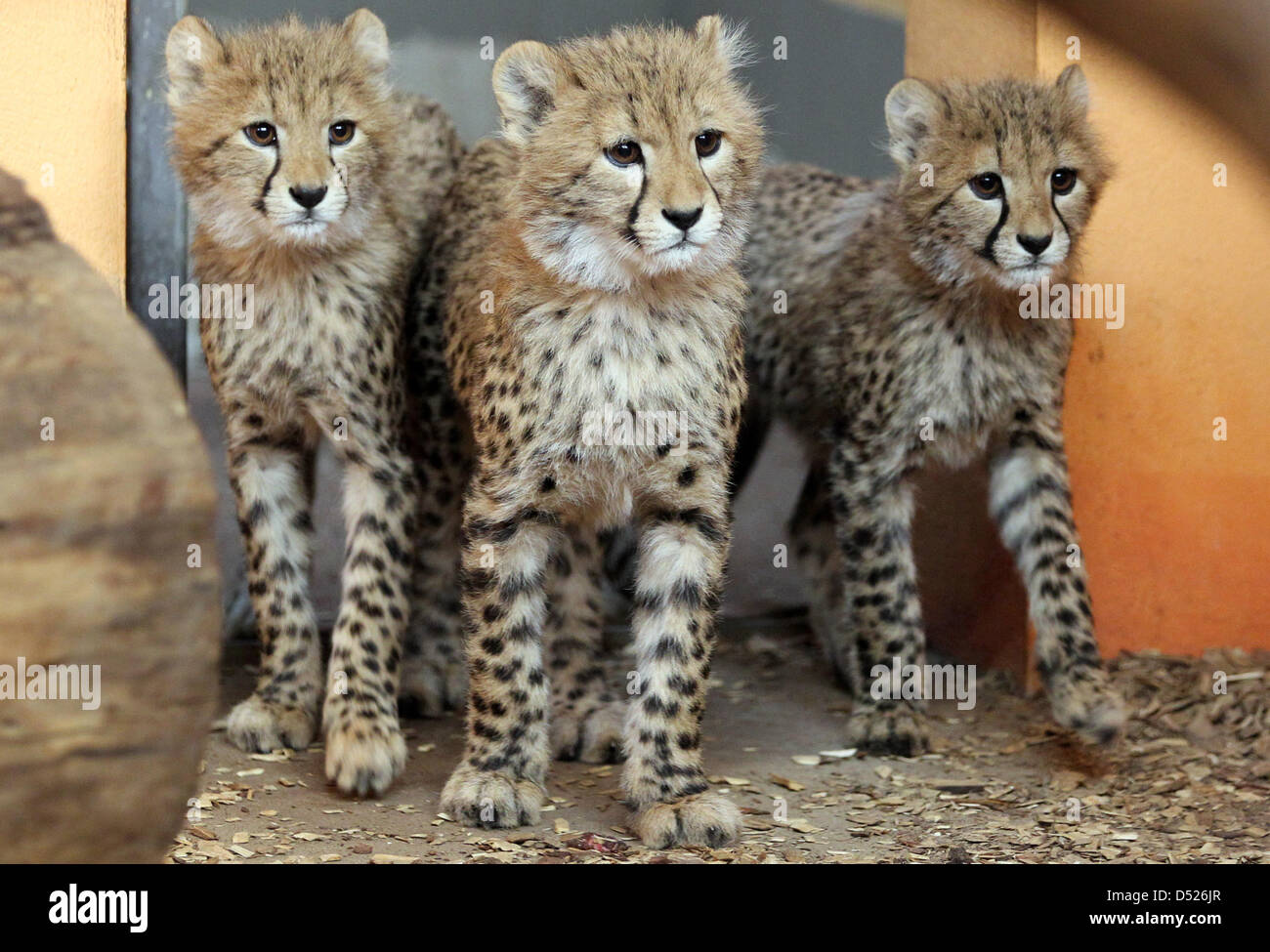 Hand-raised baby cheetahs examine their new surroundings at the zoo in Rostock, Germany, 21 October 2010. The animals were born on 23 July 2010 and can be seen at the zoo's cheetah enclosure from now on. Photo: BERND WUESTNECK Stock Photo