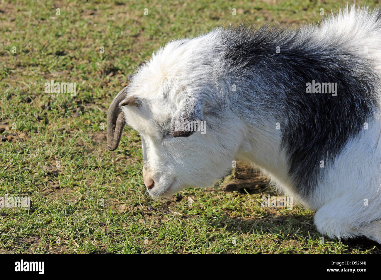 white goat Stock Photo - Alamy