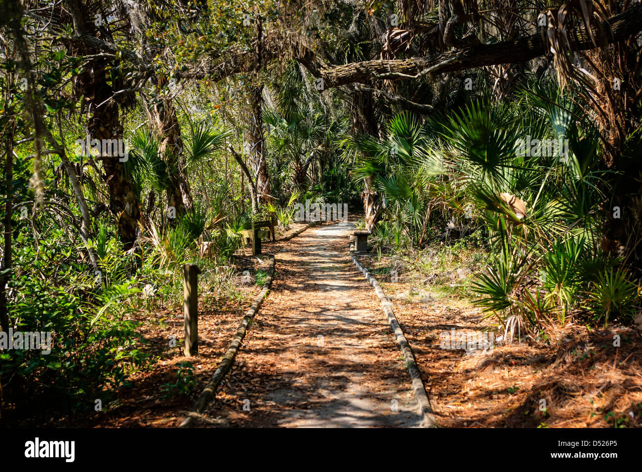 Oscar scherer state park hi-res stock photography and images - Alamy