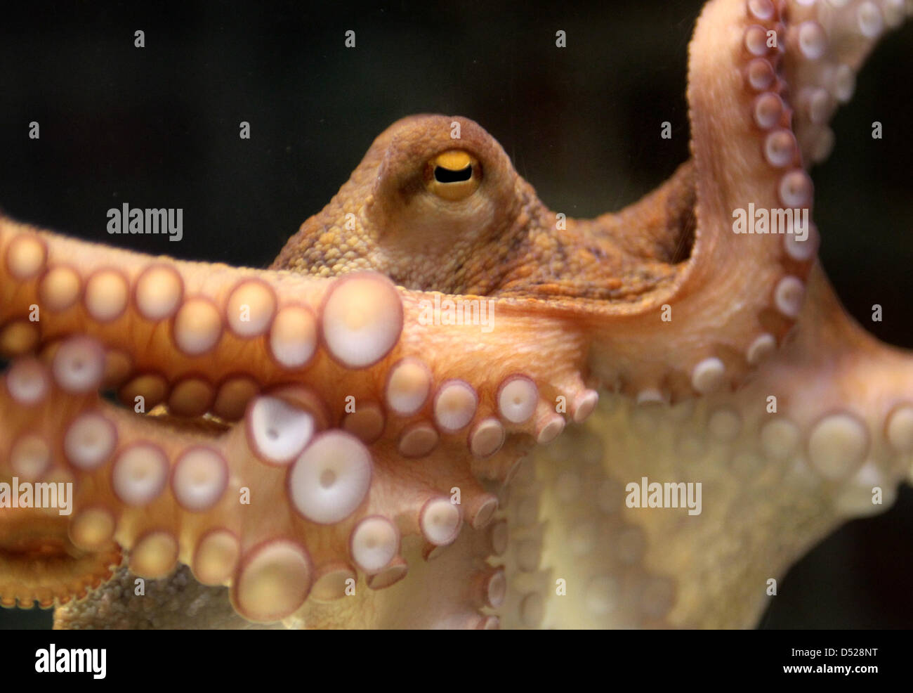 Paul the octopus 2010 hires stock photography and images Alamy