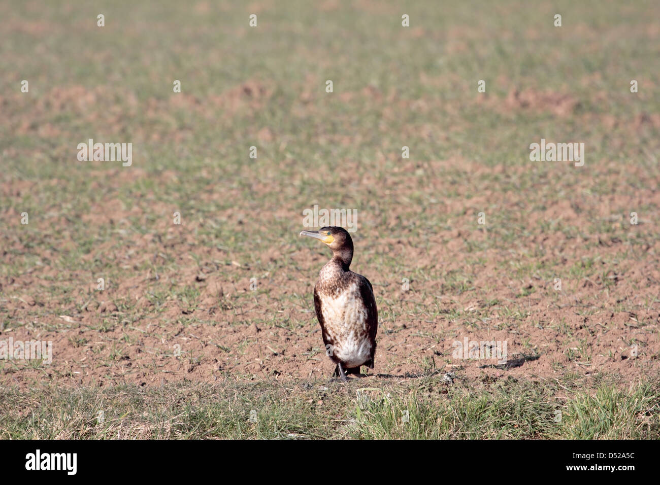 Cormorant on arable land along the river Linge, Netherlands Stock Photo