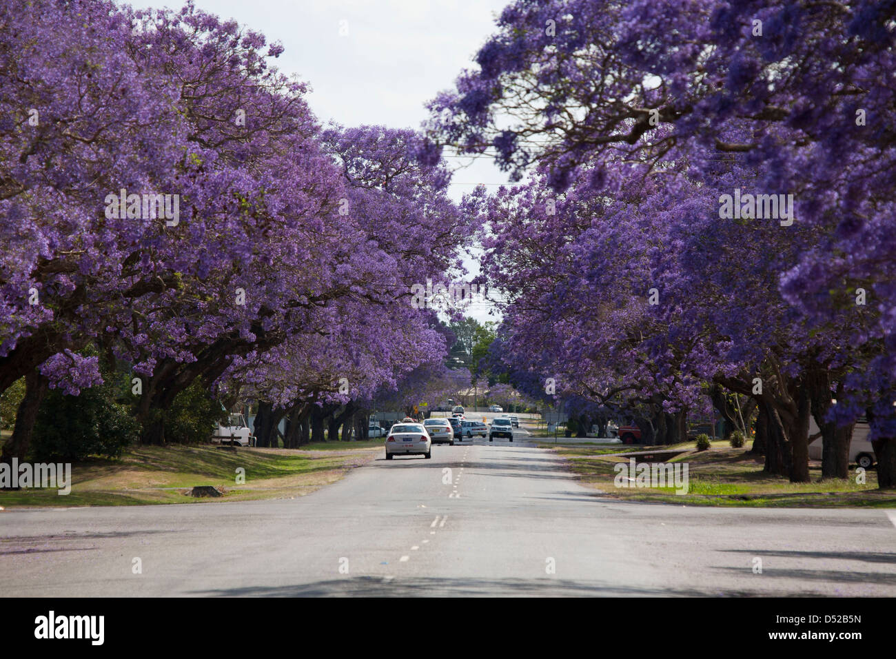 Jacaranda trees in full bloom Grafton New South Wales Australia Stock