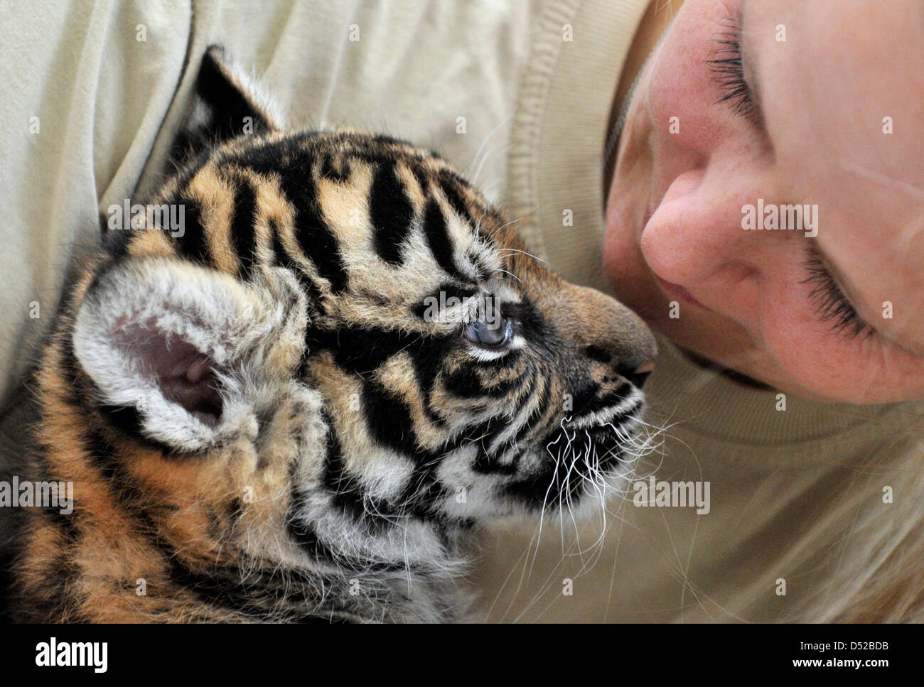 Endangered Bengal tiger cub born at Nicaragua zoo