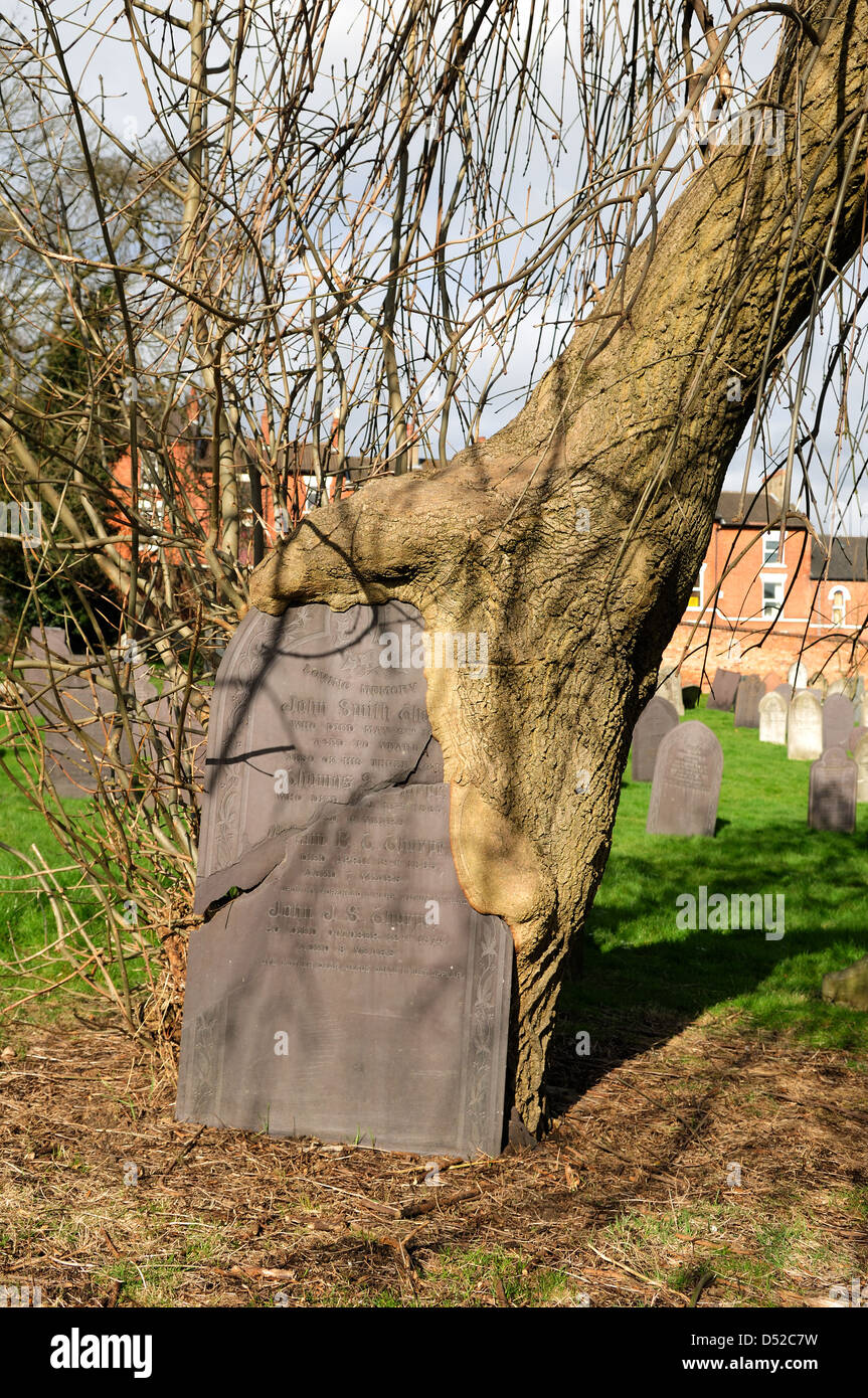 Tree Growing Around a Tombstone.Nottingham England Stock Photo Alamy