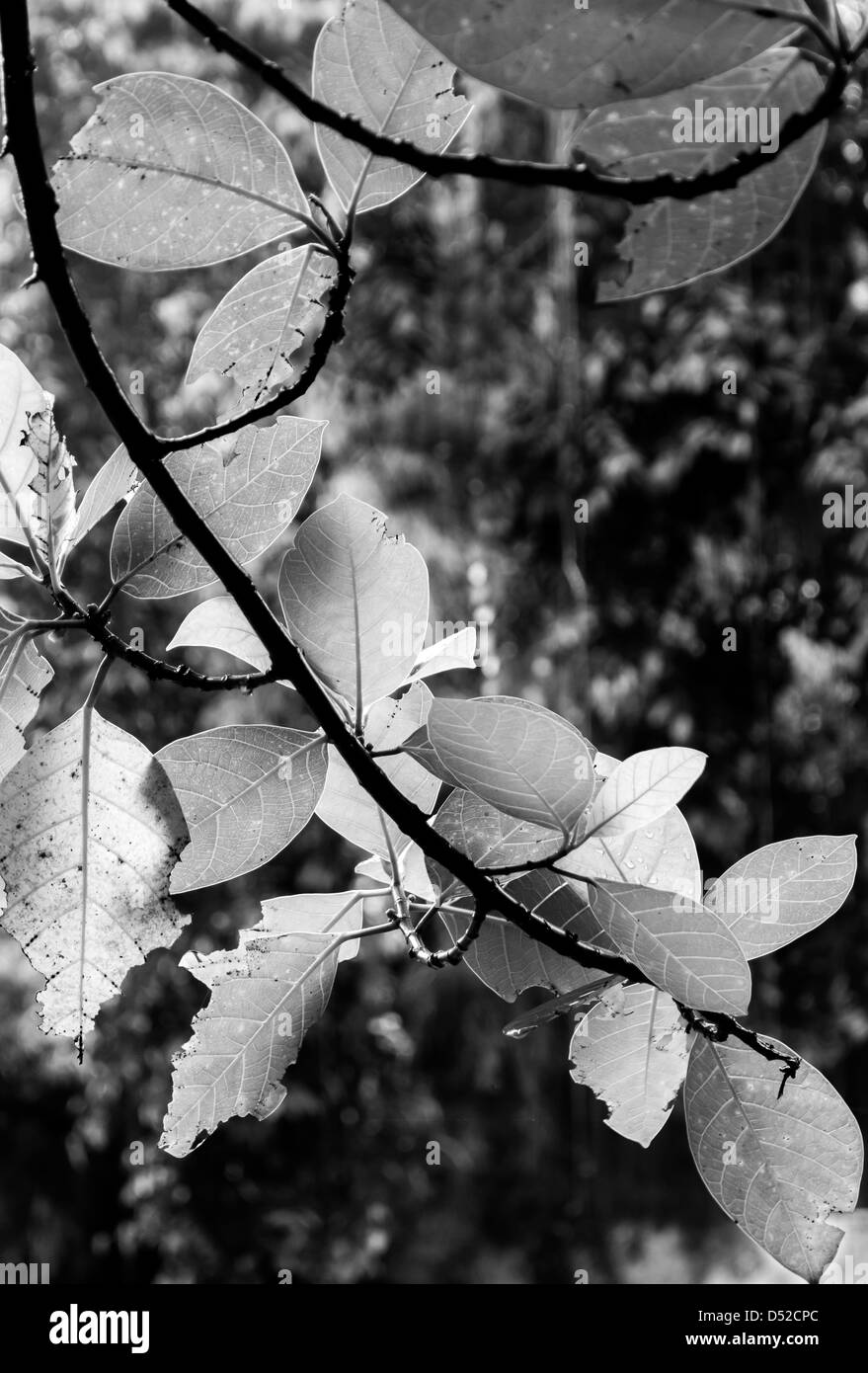 leaf,branch,branches,leaves,black and white,tree,trees,plant,plants Stock Photo