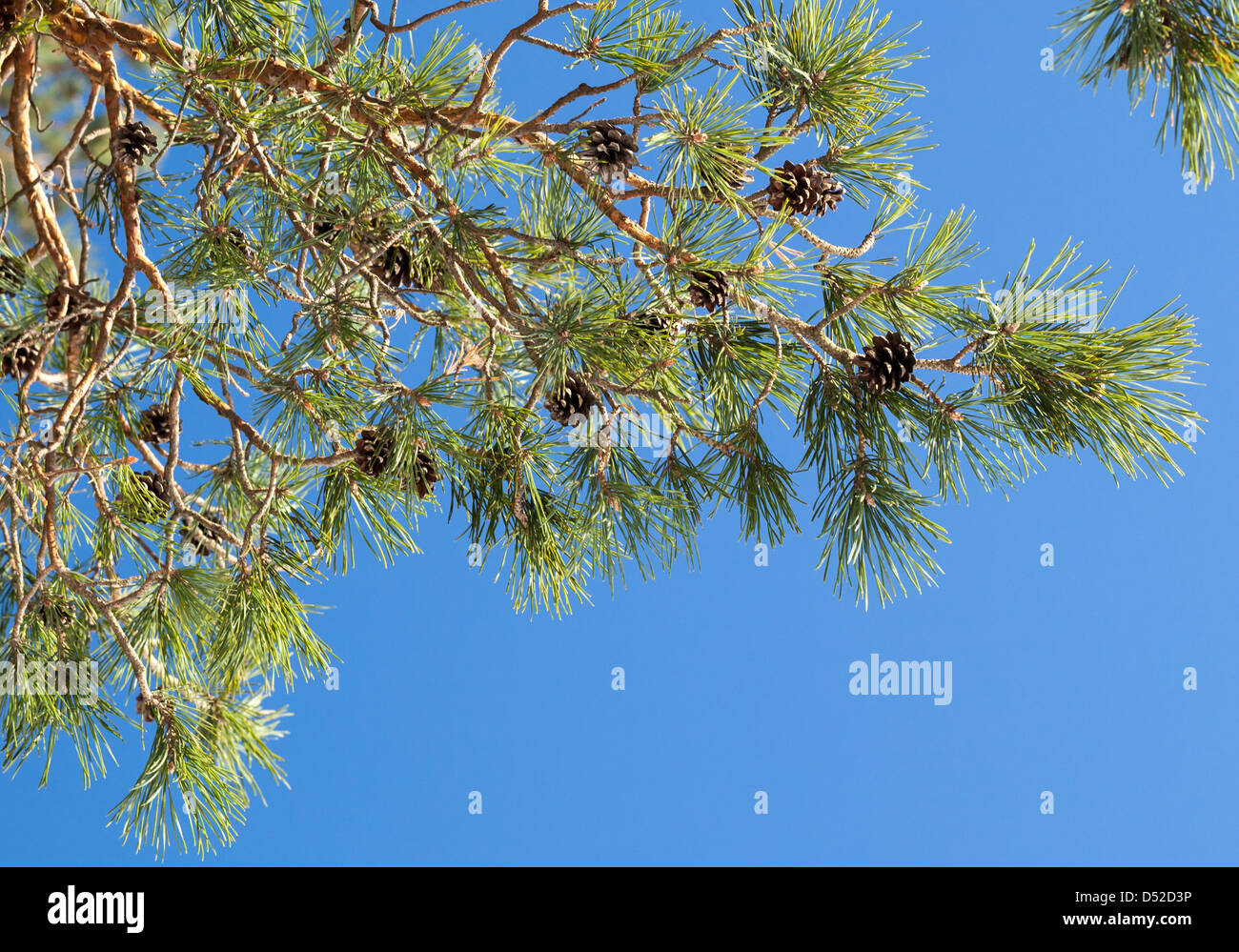 Pine tree branch above blue clear sky background Stock Photo