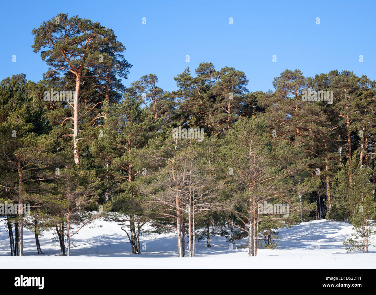 Evergreen pine trees in frozen winter forest. Karelia, Russia Stock Photo