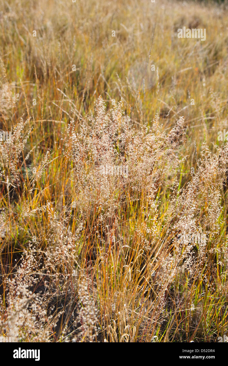 A field full of Indian ricegrass, Achnatherum hymenoides, shows off its fall colors, with orange and green blades and seedheads. Stock Photo