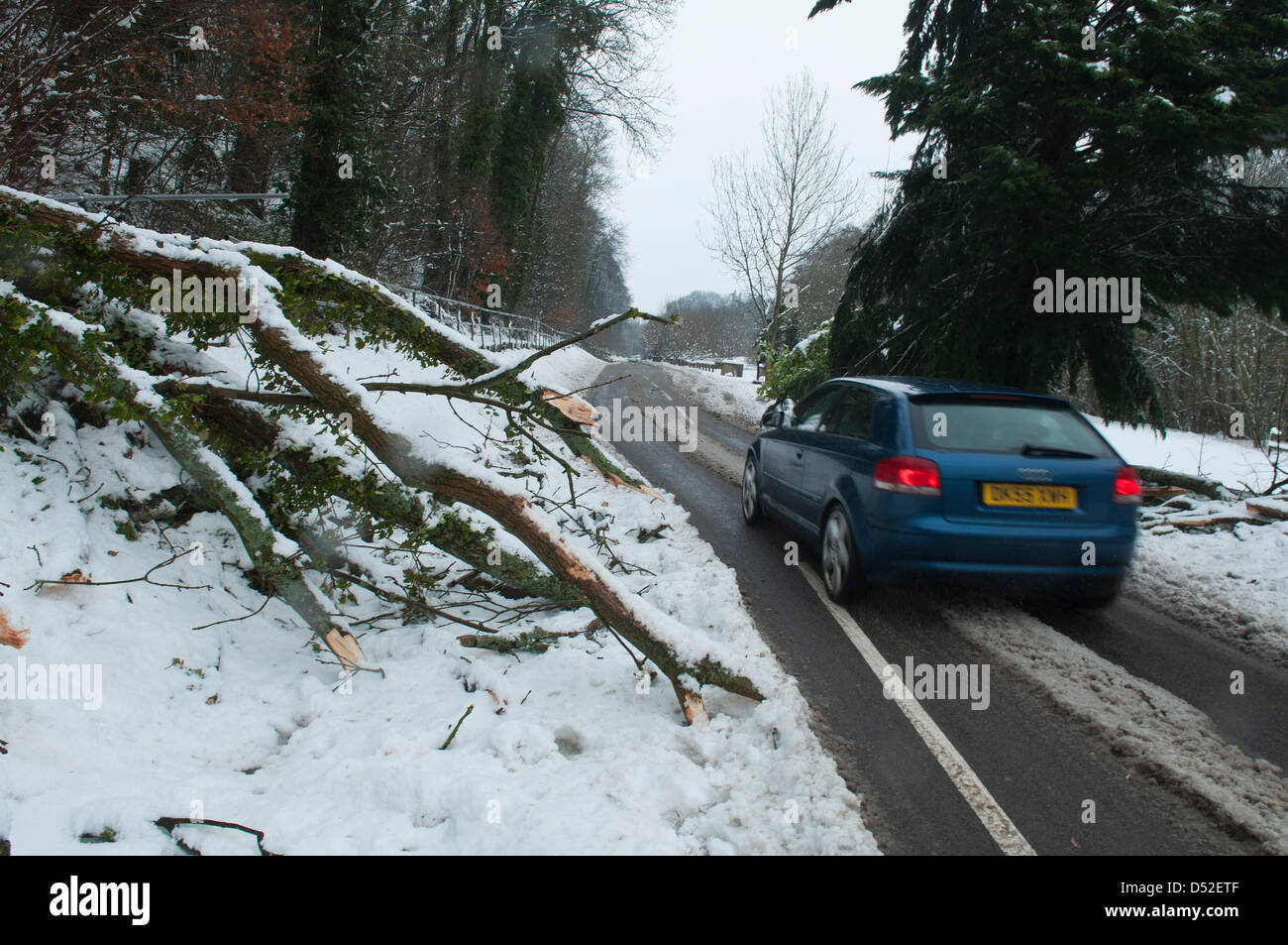 Llangollen, Wales, UK. 22nd March 2013. Trees were blown down blocking roads and heavy snow up to 20cms in places disrupted traffic in North Wales last night and today. Photo Credit: GRAHAM M LAWRENCE/Alamy Live News. Stock Photo