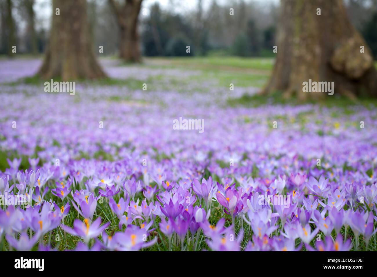 Carpet of purple crocus Trinity College Cambridge University, Spring, UK Stock Photo