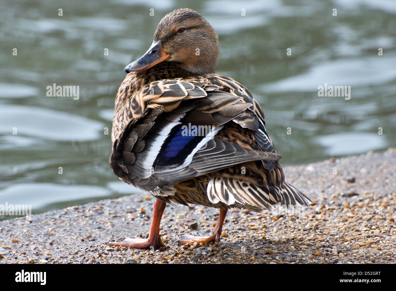 Female Mallard Duck Stock Photo Alamy female-mallard-duck-stock-photo-alamy