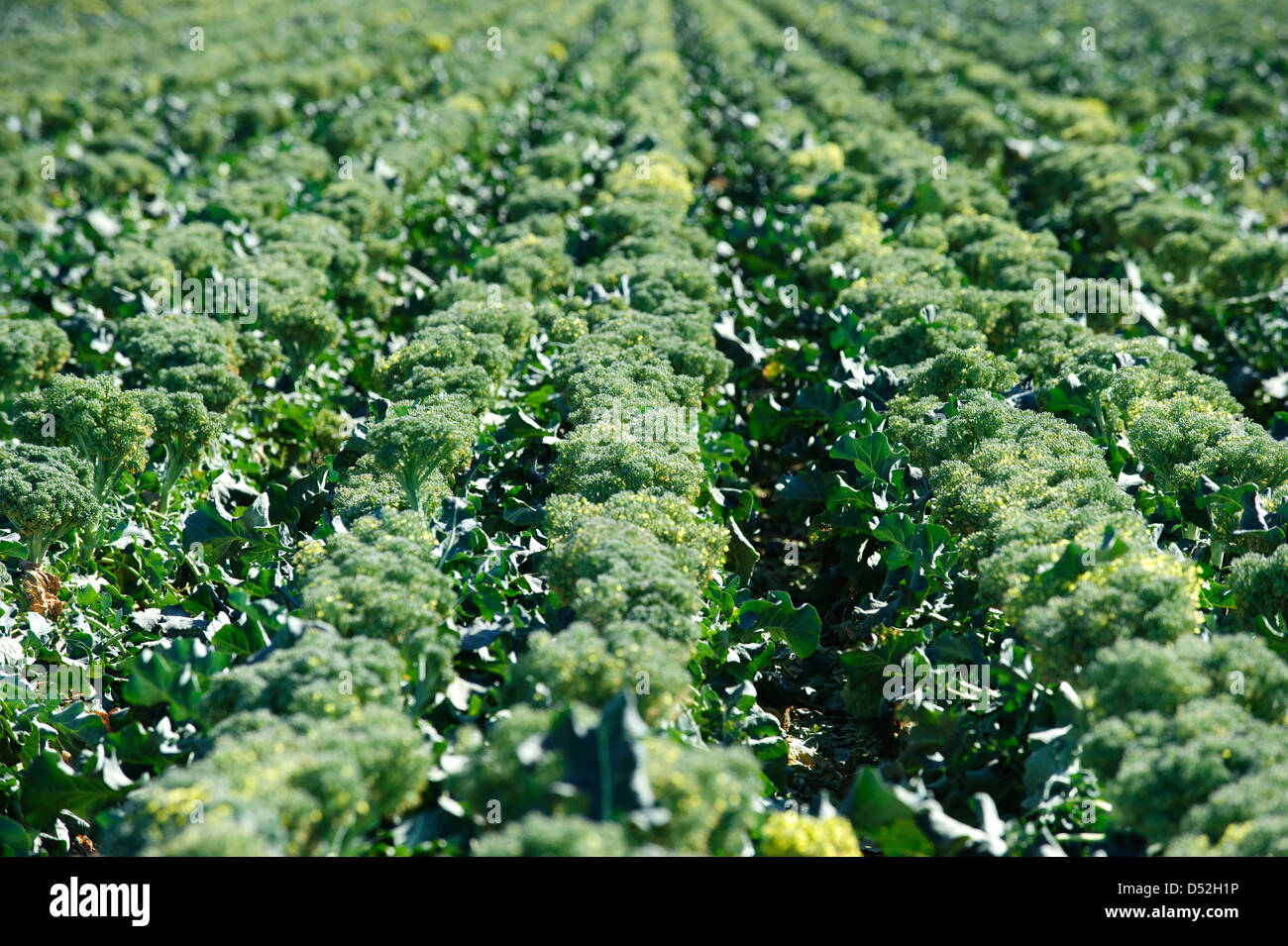Broccoli field in the Imperial Valley of California Stock Photo Alamy
