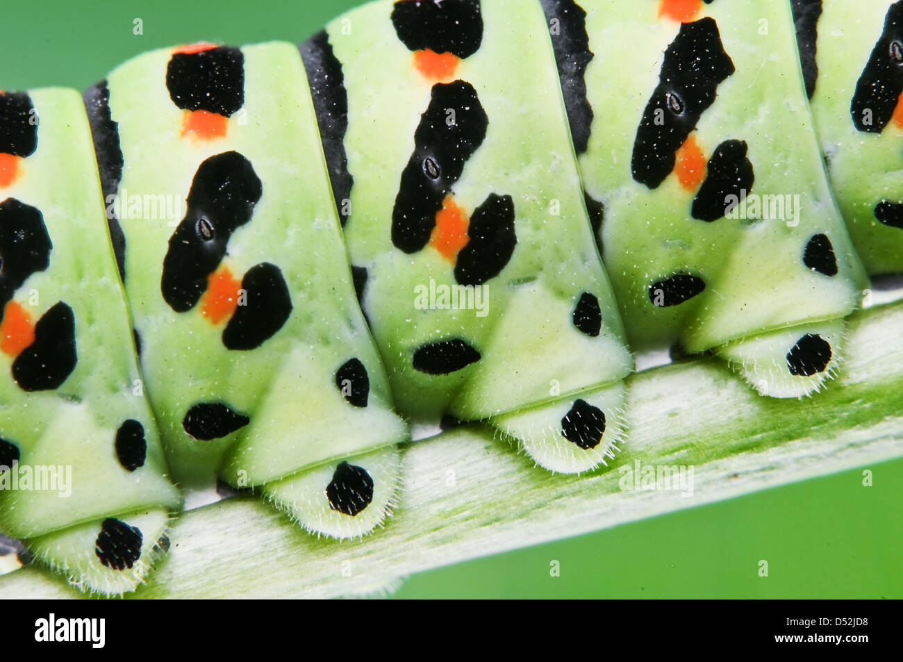 green larva legs close up Stock Photo