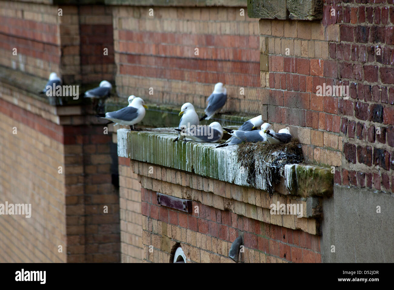 Herring gulls nesting on a building Stock Photo Alamy