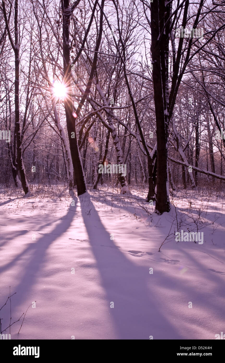 winter beech forest in morning Stock Photo