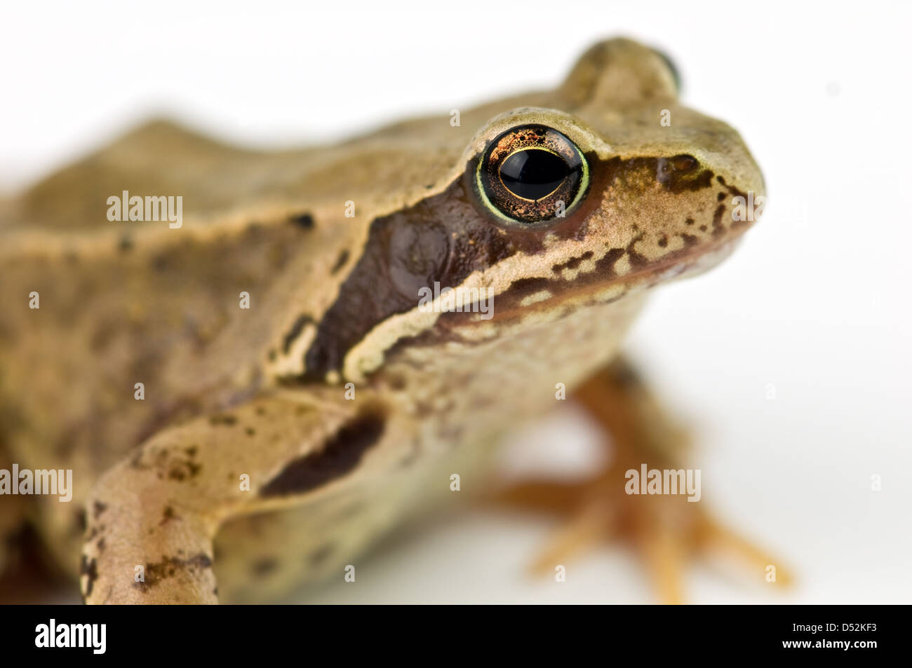 frog isolated on white background Stock Photo