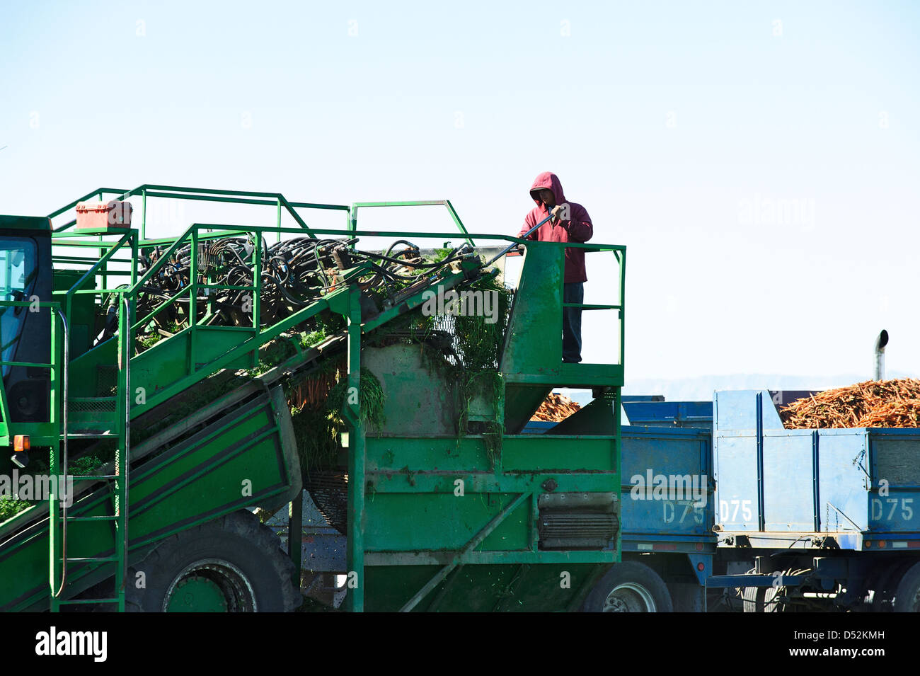 Diggertype harvestor at work in a carrot field in the Imperial Valley
