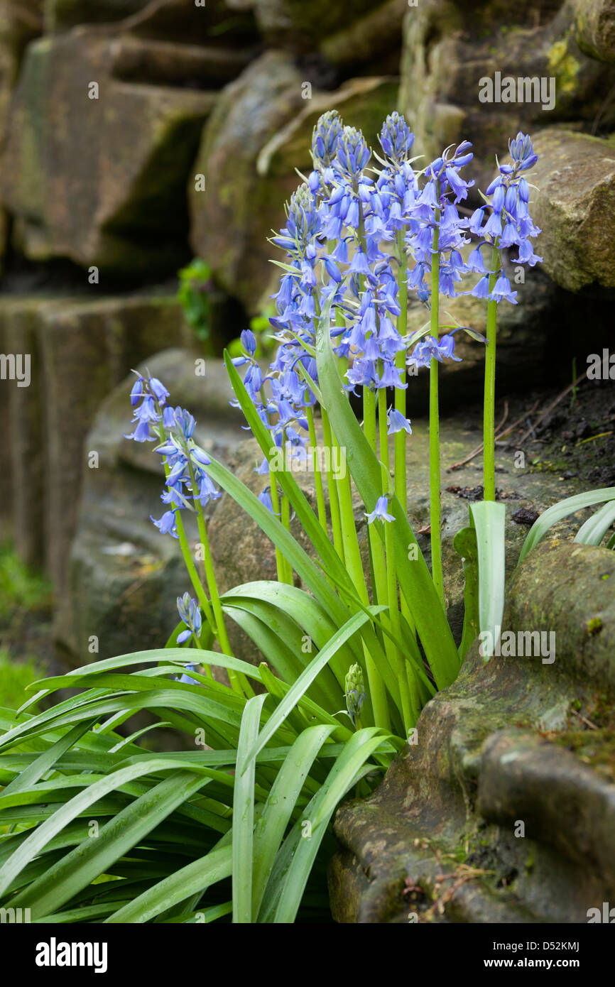 Bluebells beside a dry stone wall. Stock Photo