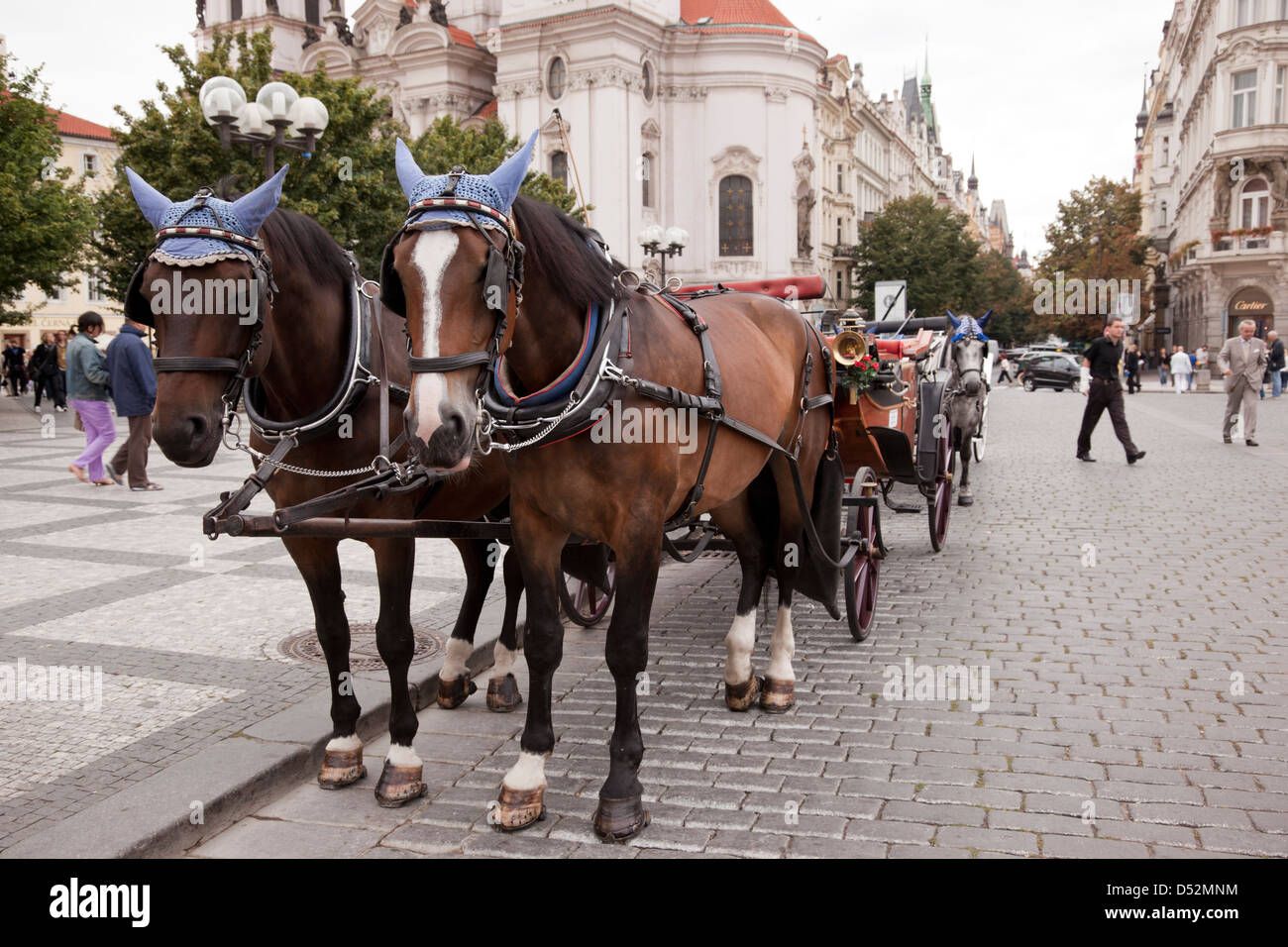 Horses in the old town square, Prague, Czech Republic Stock Photo Alamy