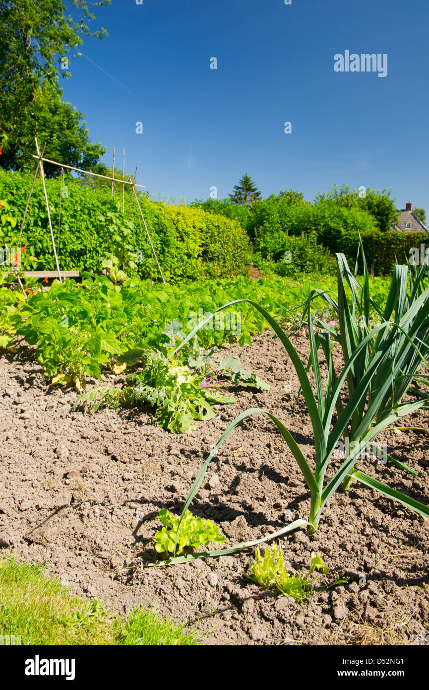 Vegetable garden in the summer Stock Photo - Alamy