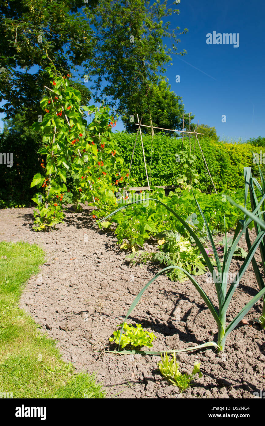 Vegetable garden in the summer Stock Photo - Alamy