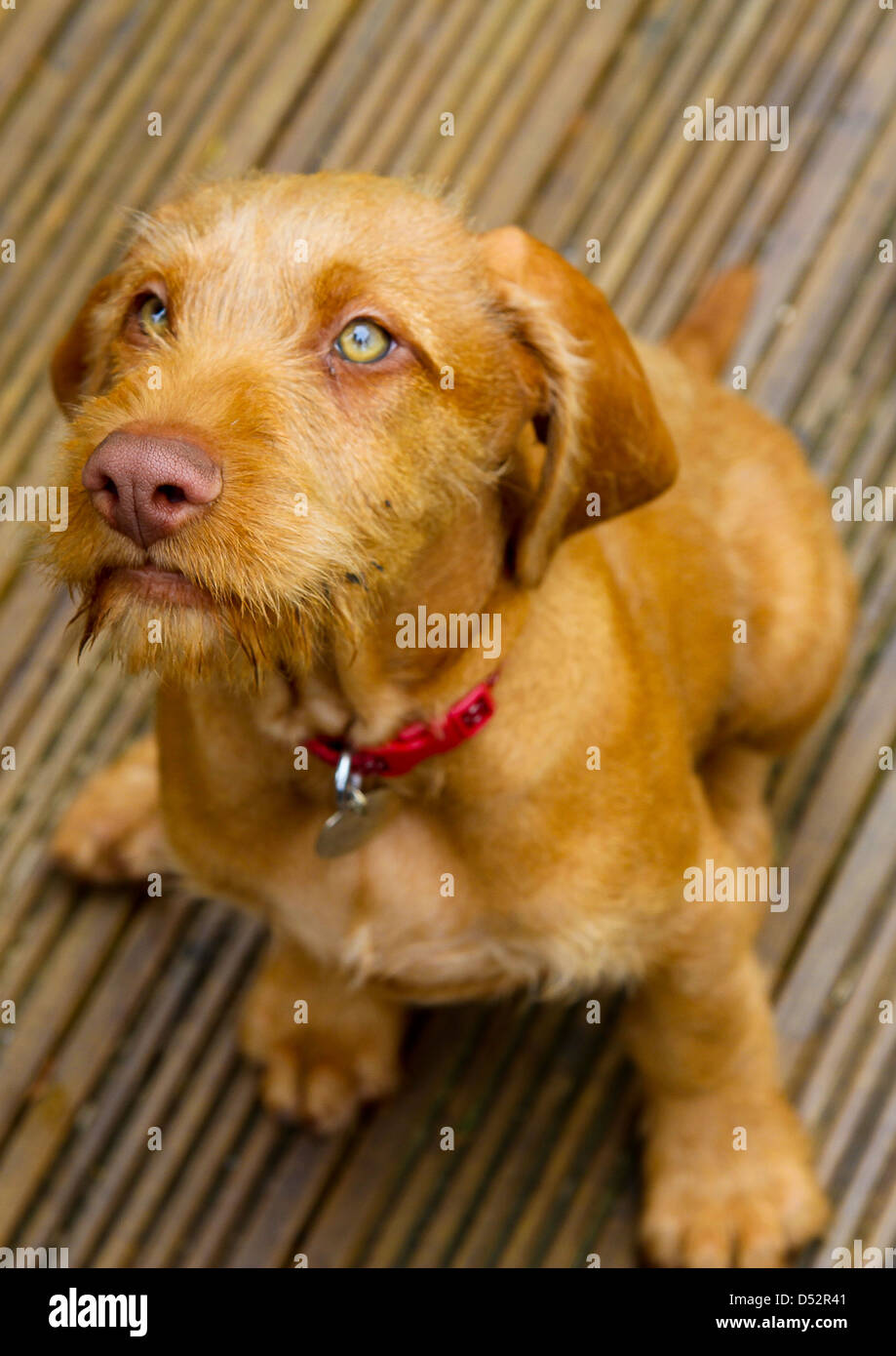 Wirehaired hotsell vizsla mix