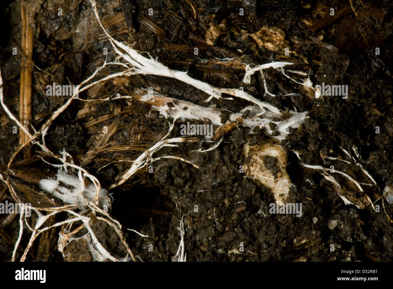 Branching threads of mycorrhizal fungus mycelium in organic soil Stock Photo