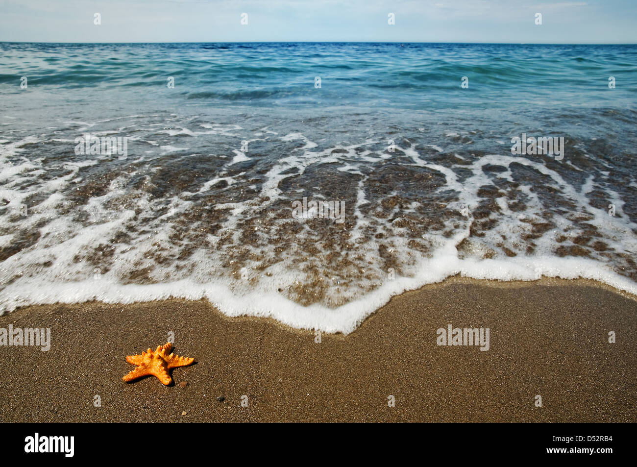 small red starfish on sand Stock Photo